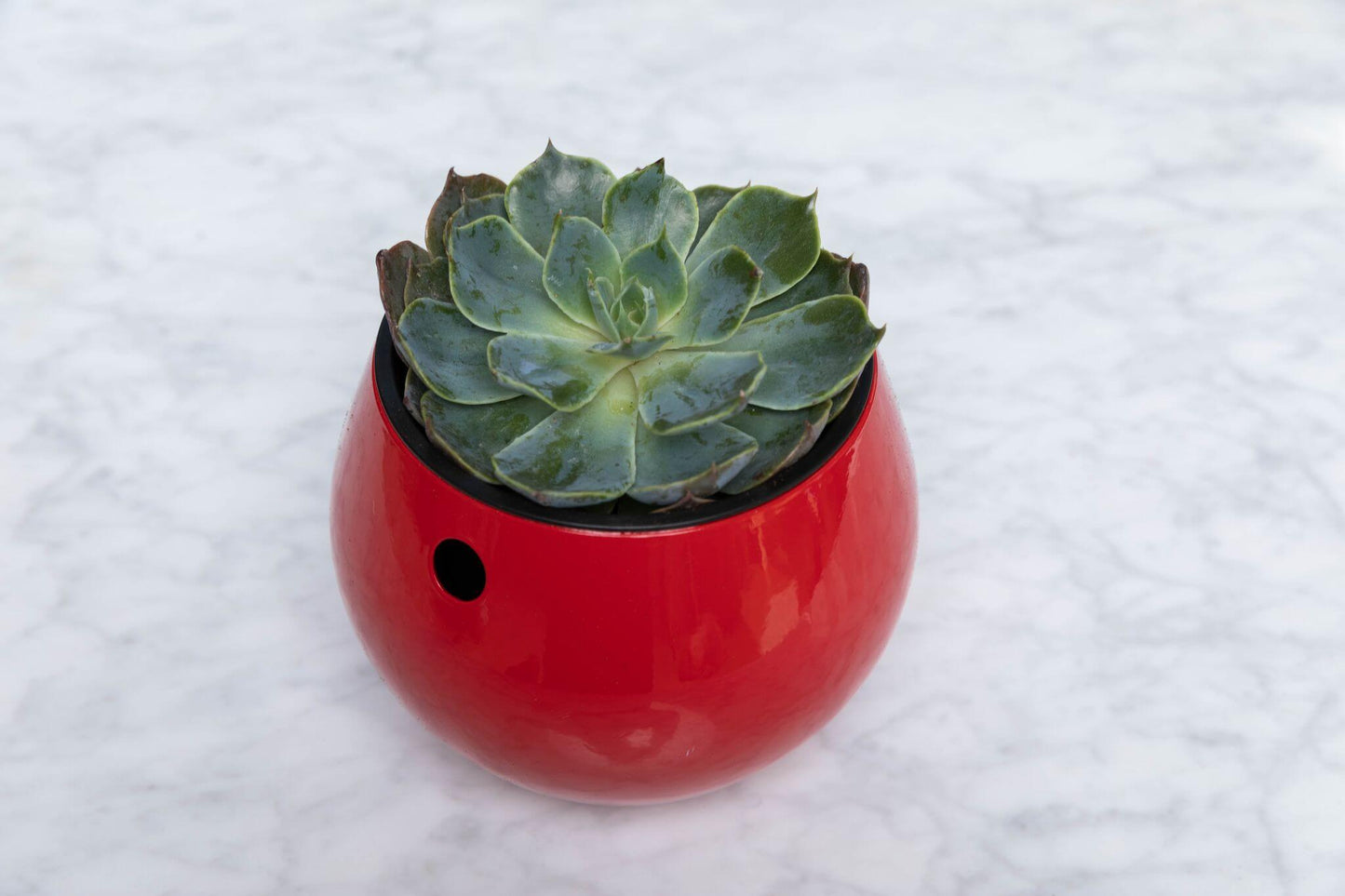 6 inch  Self Watering Pot - Ruby Red